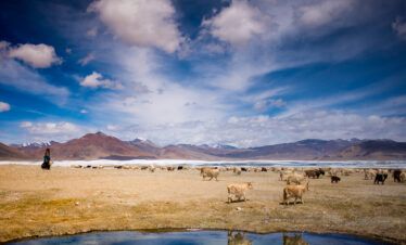 Woven Whispers of Ladakh: The Pashmina Trail