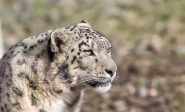 Snow Leopard Trek Ladakh: Himalayan Sighting Adventure