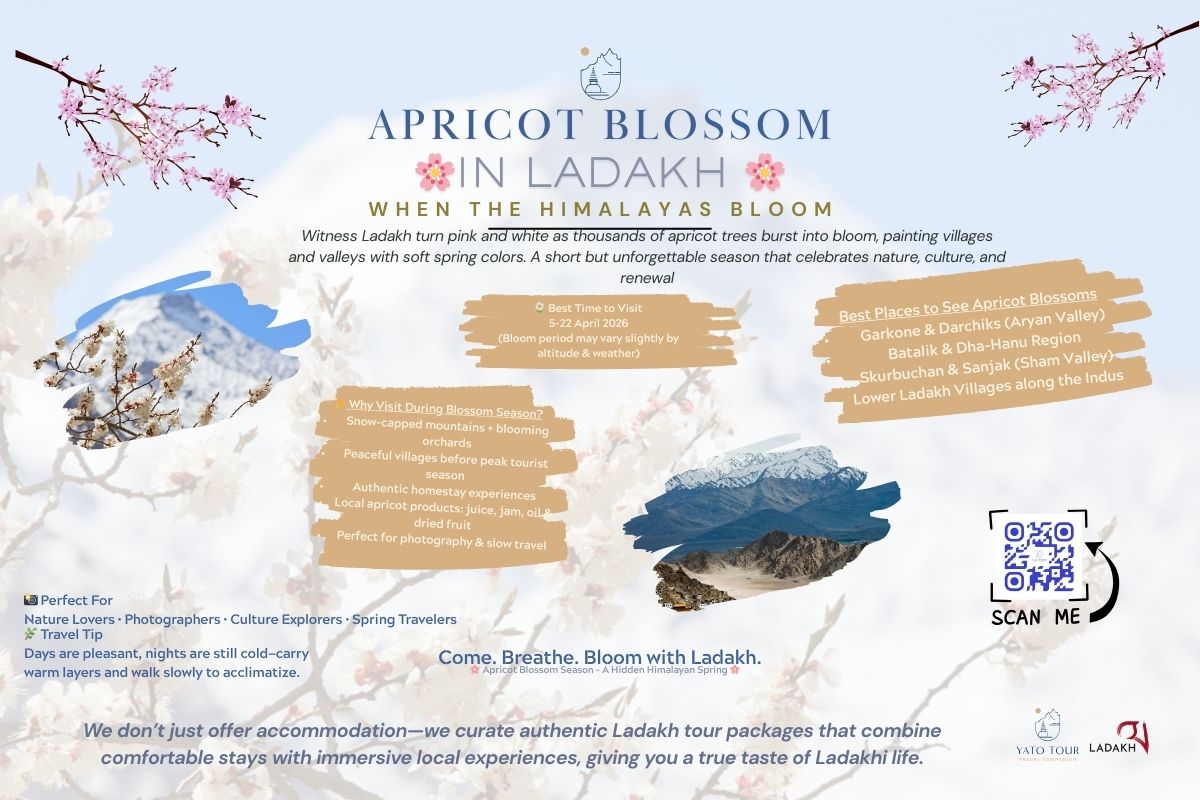 Apricot blossom tour package in Ladakh
